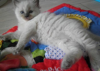 femelle blue colourpoint 2 - 5 semaines - Chatterie Ragdolls du Val de Beauvoir